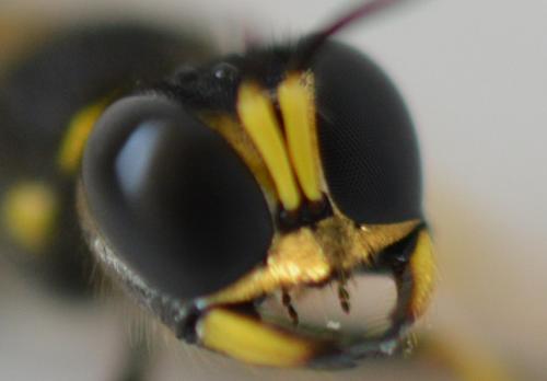 Ectemnius cavifrons